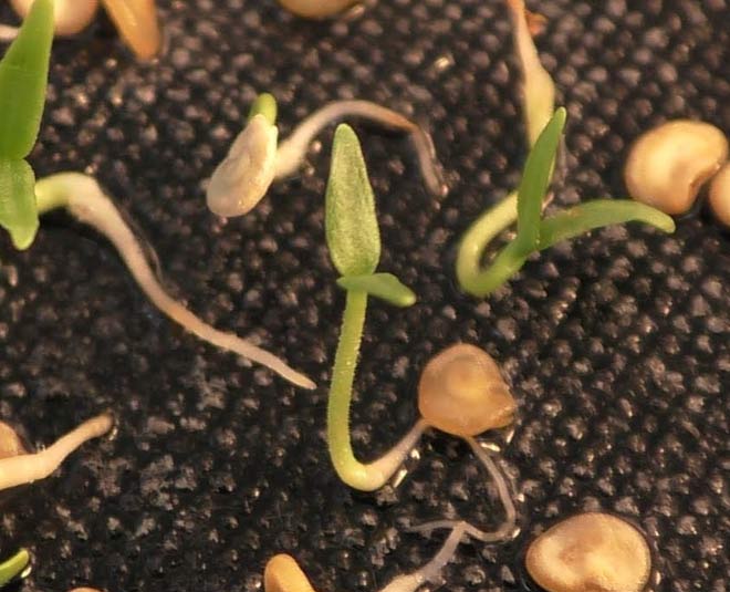 chilli germination