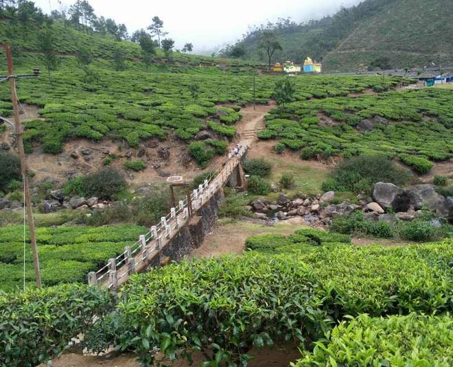 inside munnar