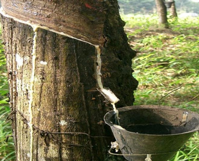 inside amazing fact in kerala