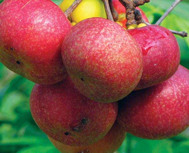 kokum benefits by bhagyashree inside