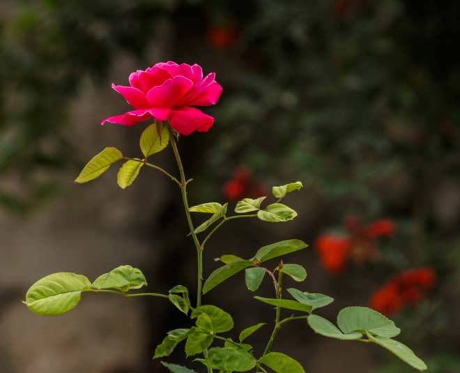 rose plant and care