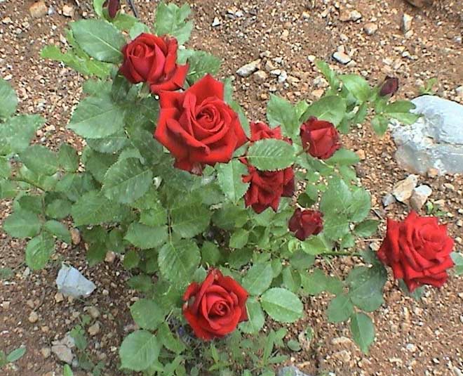 rose plant in summer