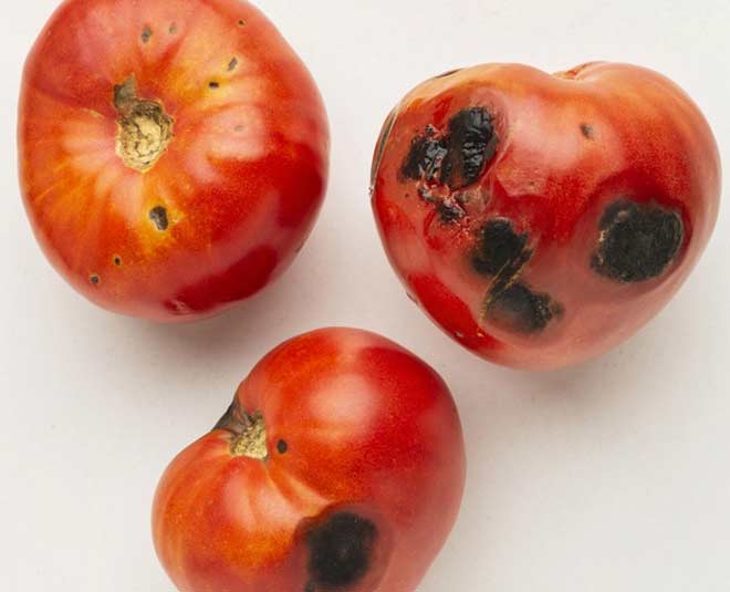 tips to pick perfect tomatoes