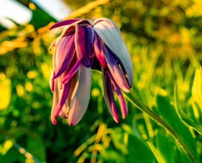 Sings of under wter plants in hindi