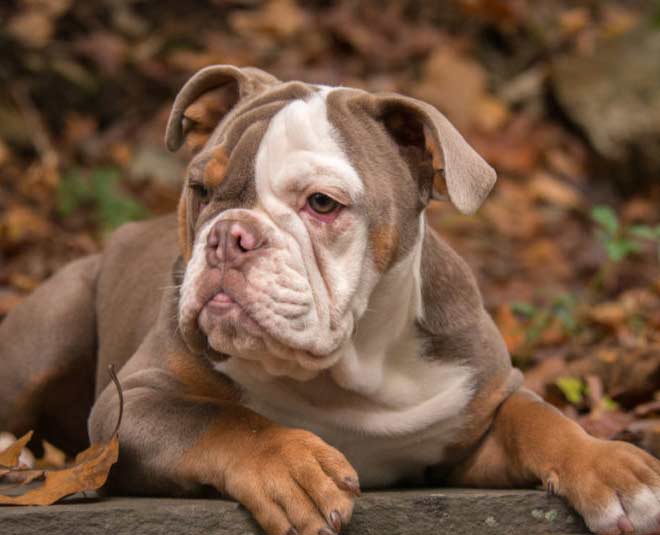 american bulldog