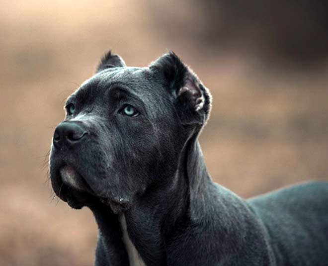 bandog breeds