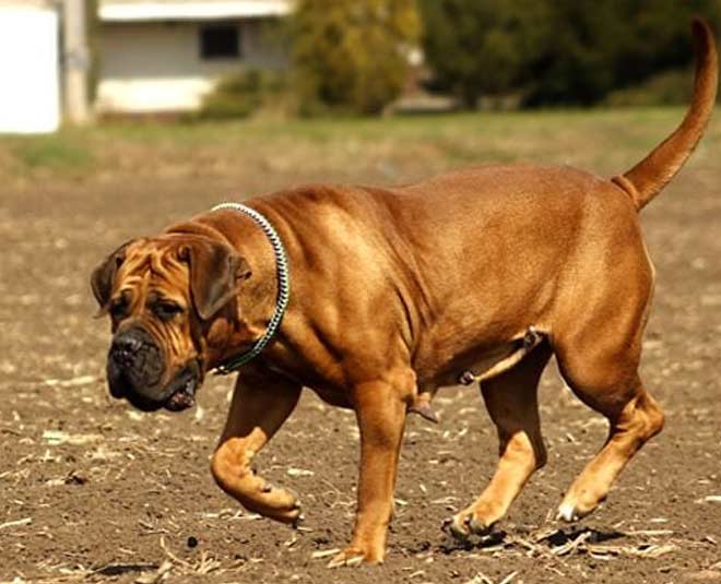 boerboel