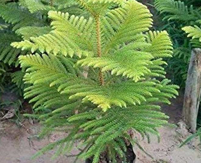 christmas tree plant from cutting