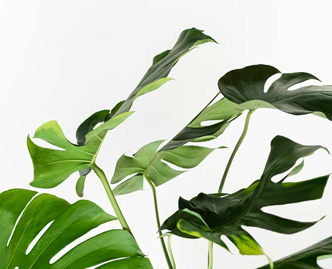 coconut oil using tips for garden