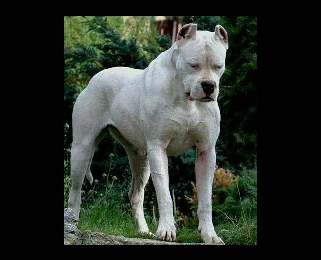 dog argentino