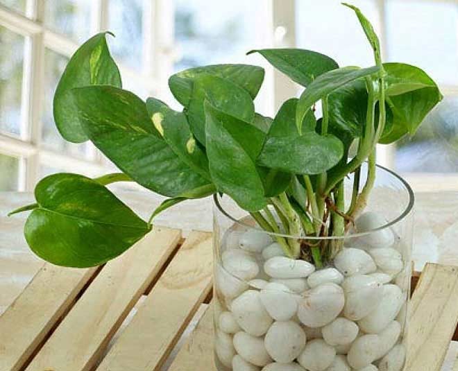 how to grow money plant