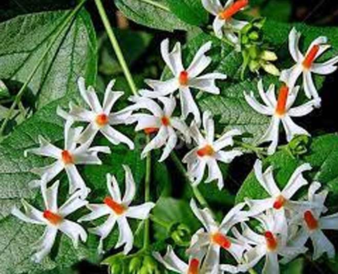 how to grow parijat at home