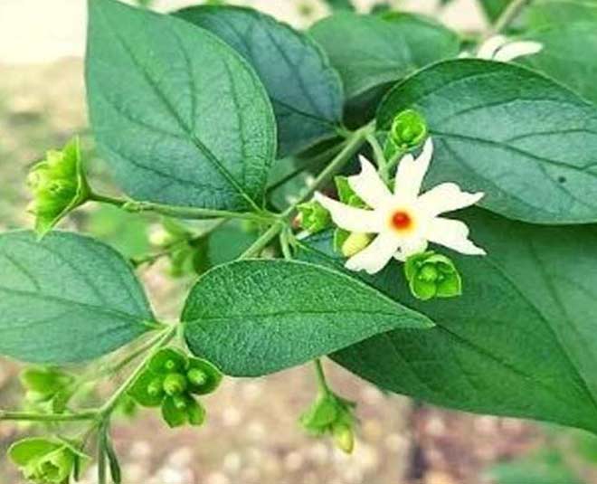 how to grow parijat benefits