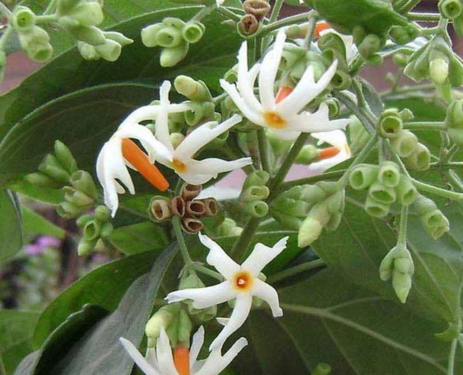 how to grow parijat easy tips