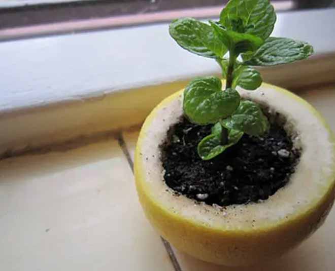 how to use kitchen leftover in garden