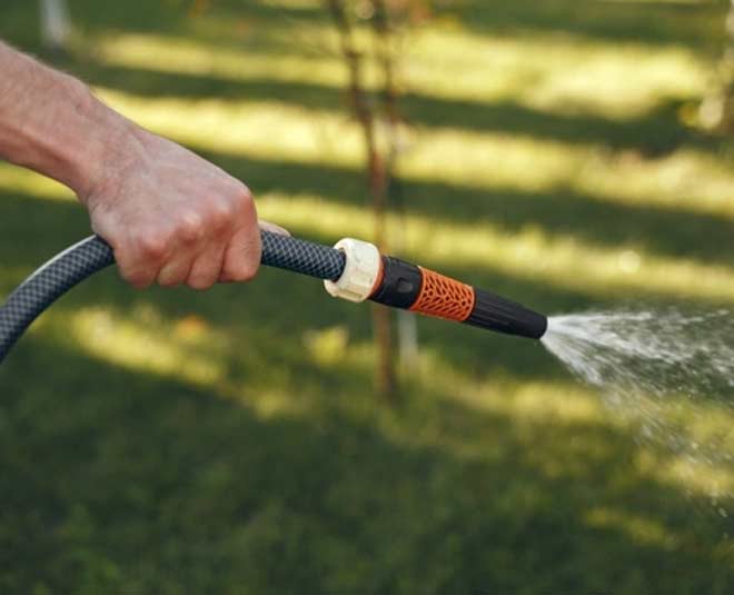 money plant in hindi