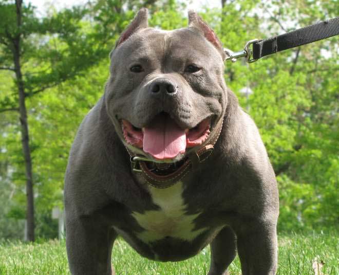 neapolitian mastiff
