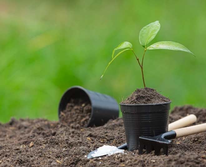 soil for money plant