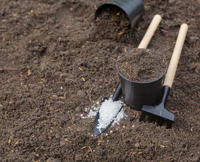 soil plant for money plant