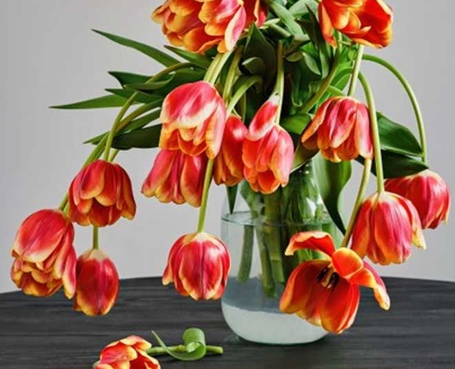 under watered plants