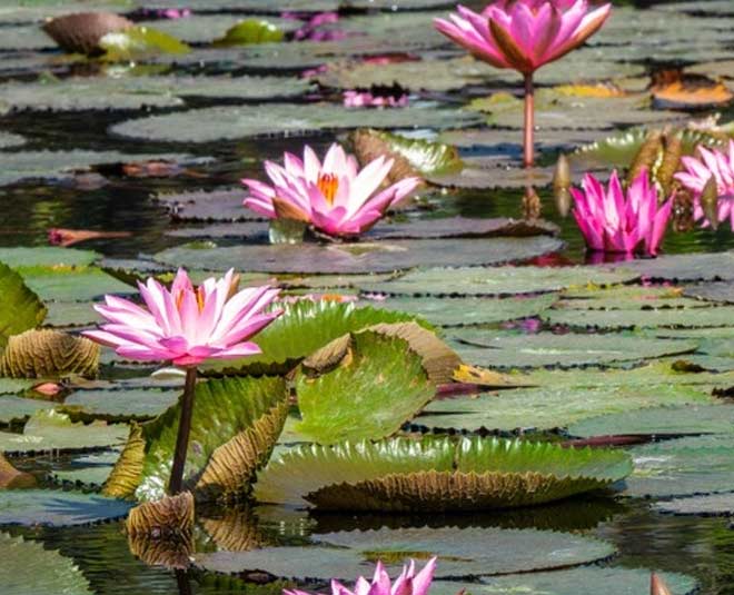 astro remedies to get good job in navratri