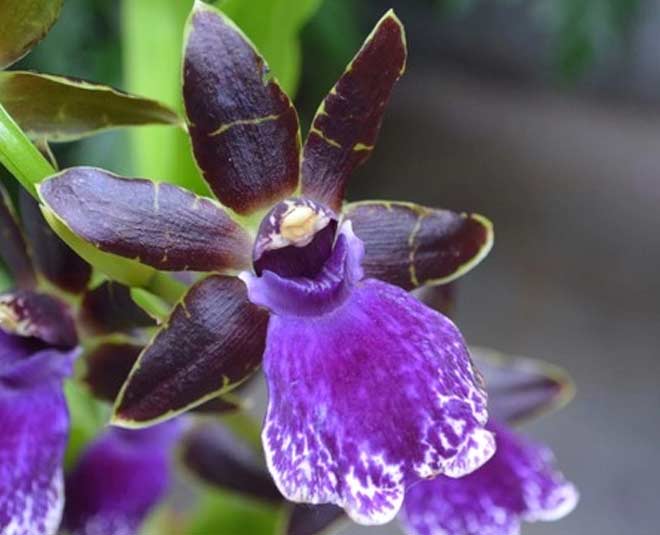 gardening tips for orchid plants