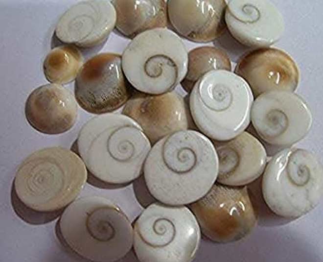 gomti chakra to buy on dhanteras
