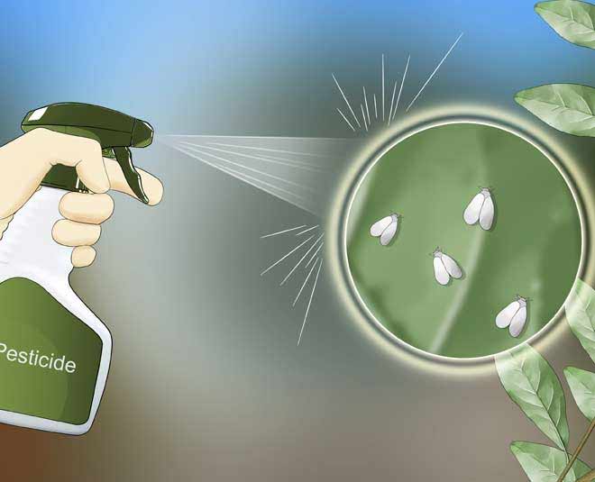 how to get rid of bugs from tomato plant inside