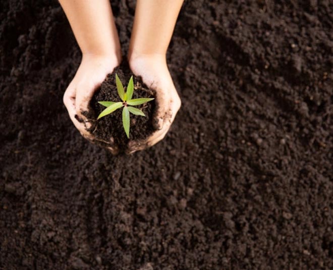 how to use onion seeds for garden