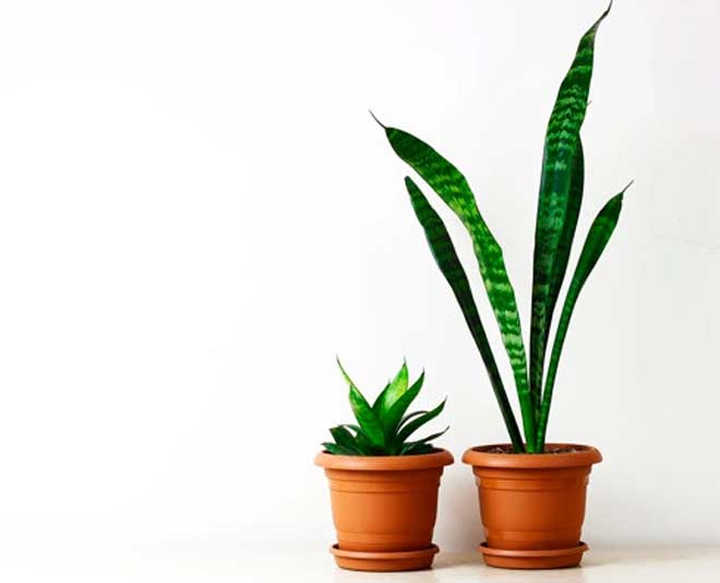 indoor plants for main entrance