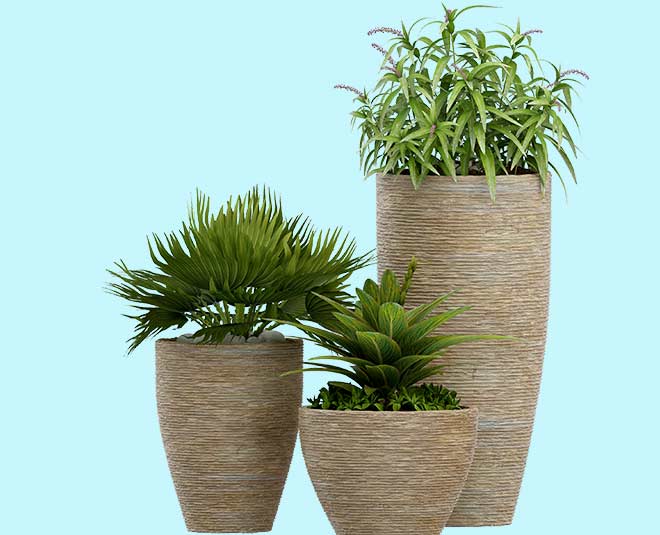 indoor plants vastu tips