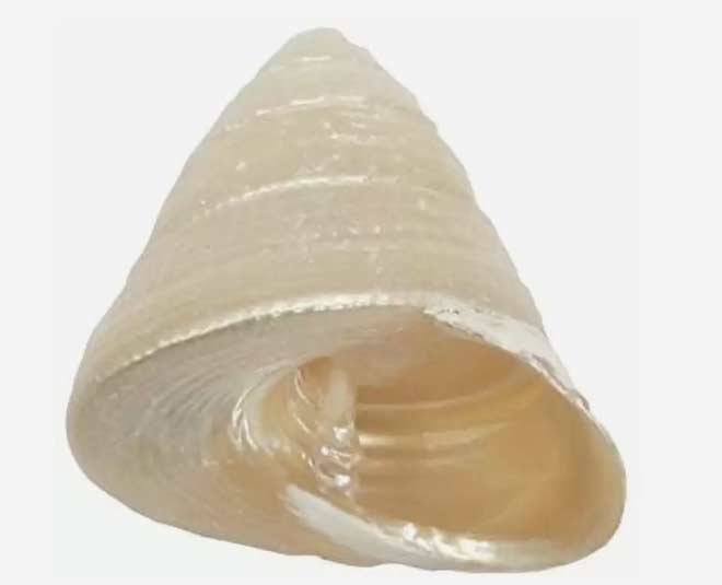 moti sankh to buy on dhanteras