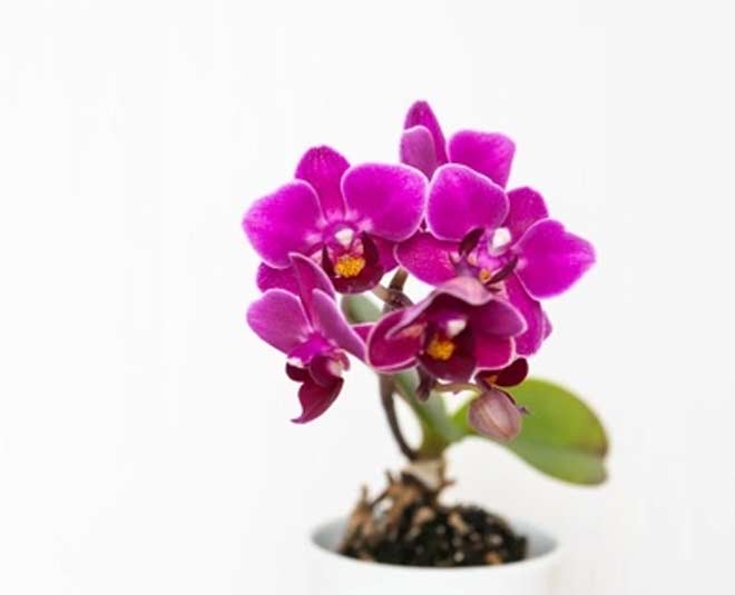 orchid plantation tips