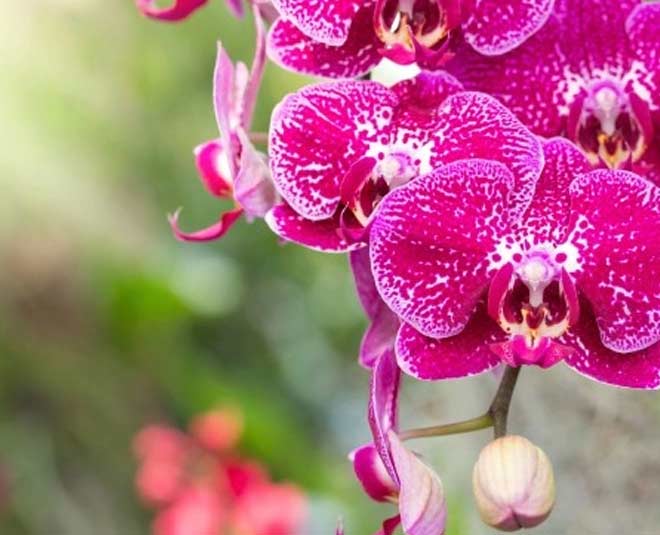 orchid plants and gardening tips