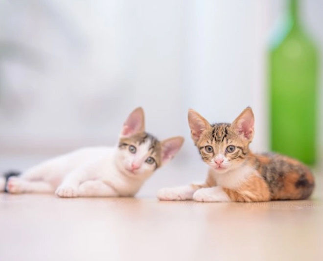 pets on marble