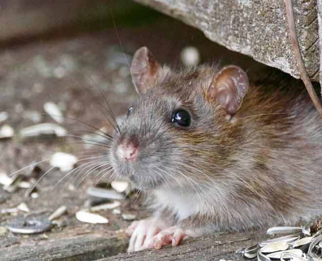 rat in bag