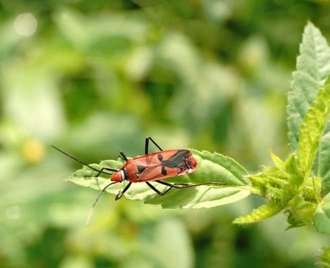 remove insects for plants