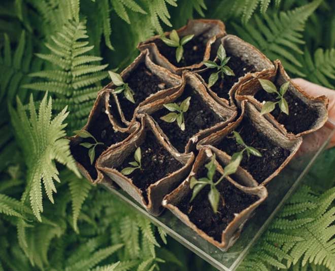 soil mix in green chilli plants