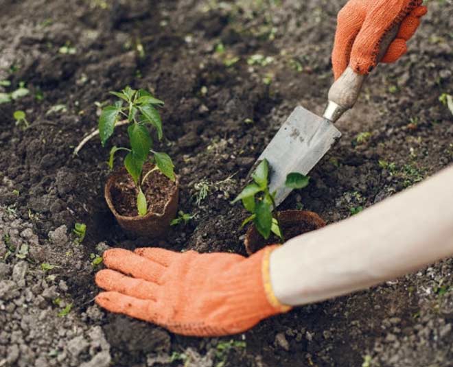 soil prepration in hindi