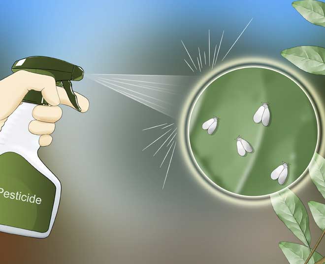 tips to get rid of white insect from chilli plant inside