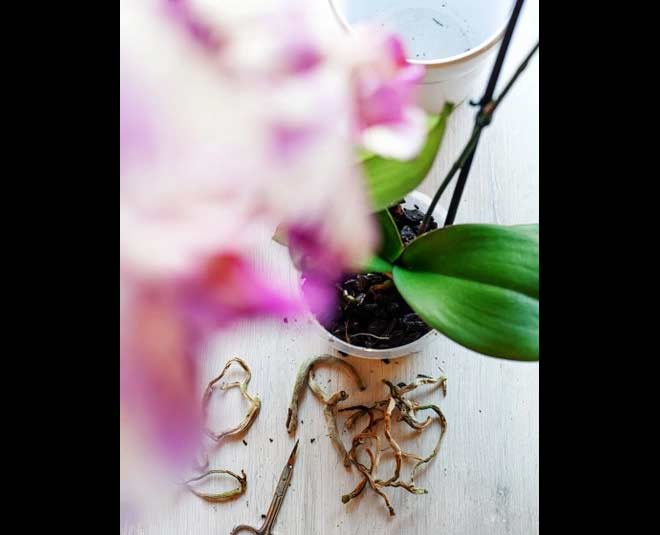 tips to plant orchids