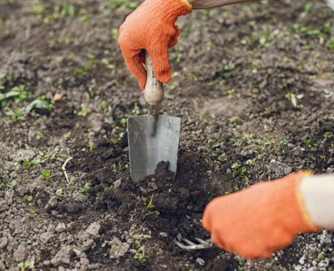 water in green plant