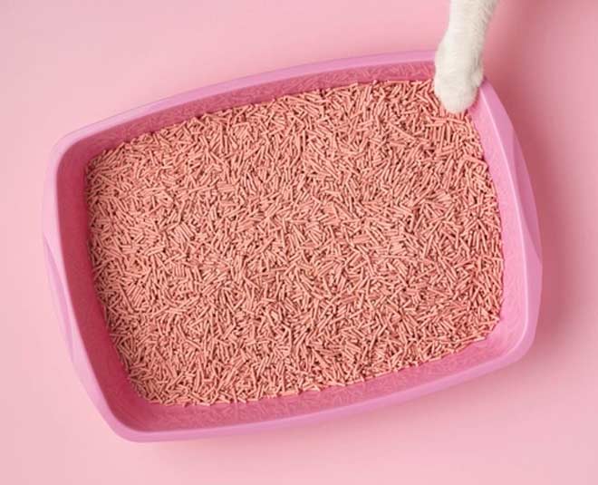 cat litter