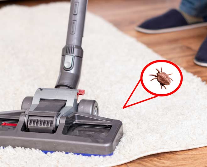 chiggers bites image