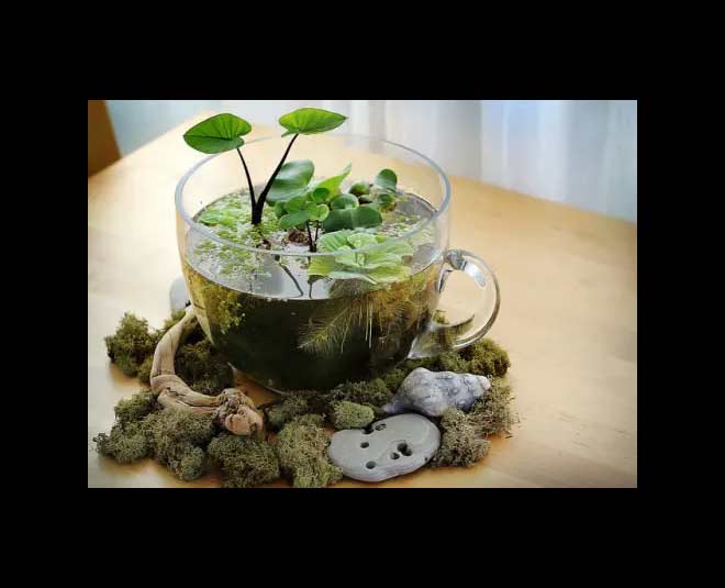 desktop water garden ideas cup