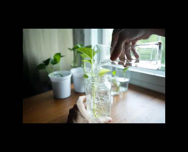 desktop water garden ideas mini