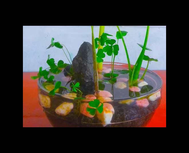 desktop water garden ideas pond