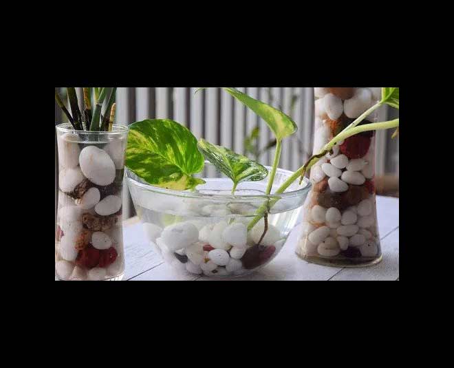 desktop water garden ideas pothos bowl