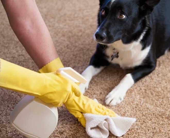 easy tips to clean dog urine from floor inside