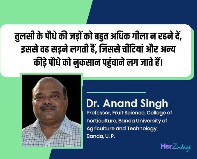 expert on tulsi care